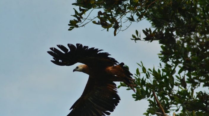 Fauna Silvestre