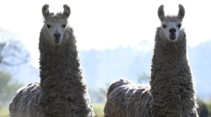 Llamas en Argentina
