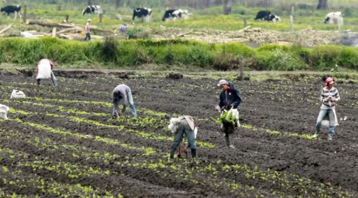 Campesinos temen perder cosechas Campesinos temen perder cosechas