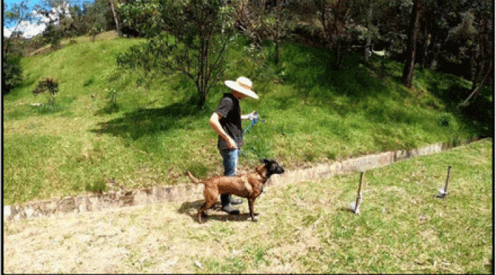 Así fue el entrenamiento de los perros en El Retiro, Antioquia.