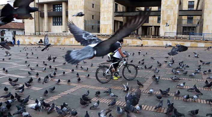Palomas en la Plaza de Bolívar