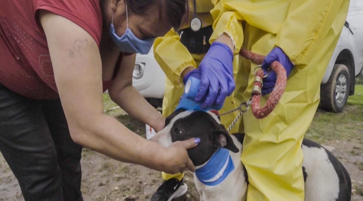 Más de 1.000 perros y gatos han sido salvados en Bogotá