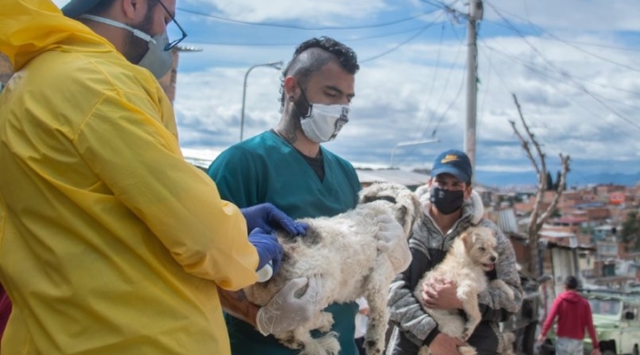 Más de 1.000 perros y gatos han sido salvados en Bogotá