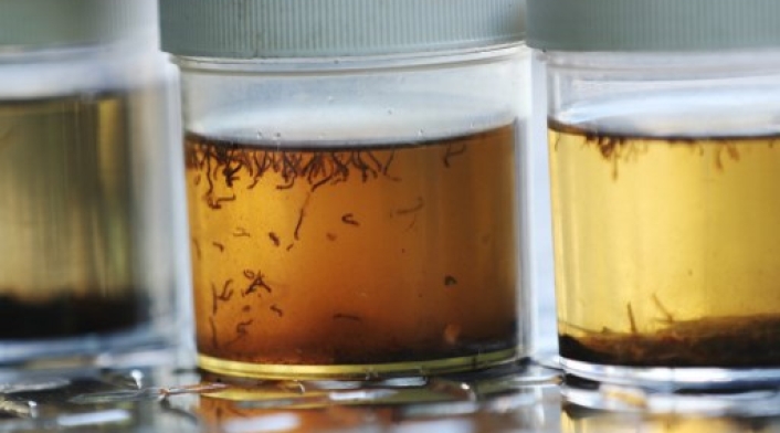 dengue