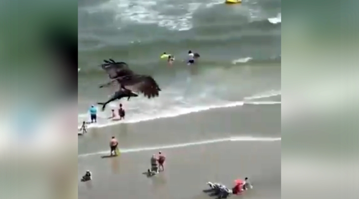 Águila caza tiburón