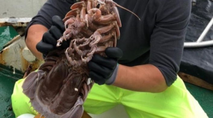 Descubren cucaracha gigante en el fondo del mar