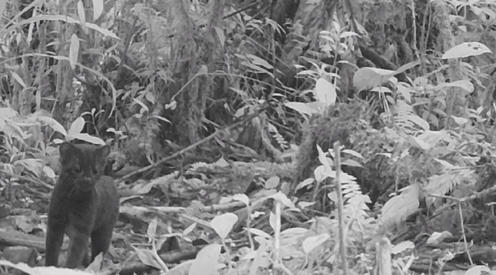 Felino Huila