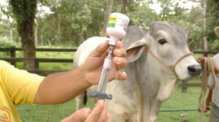 En el departamento del Tolima más de 733.600 bovinos y buafalinos fueron inmunizados contra la Fiebre ftosa y la Brucelosis bovina