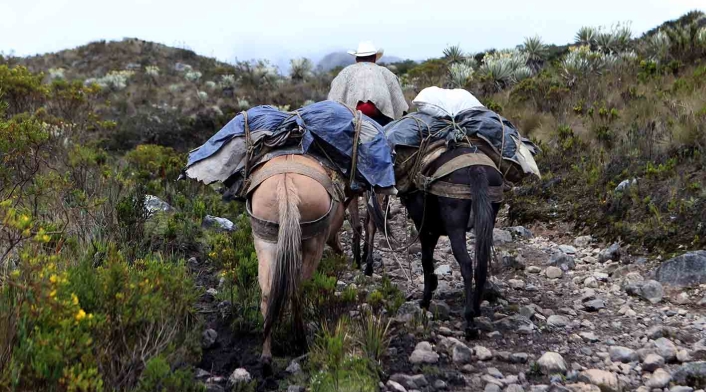 Mulas atravesando las trochas en el norte del Meta Mulas atravesando las trochas en el norte del Meta