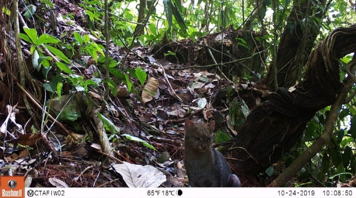 Jaguarundi 2