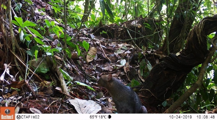 Jaguarundi 3