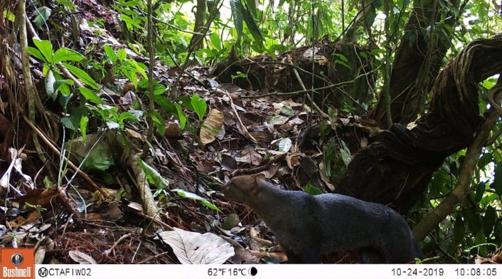 Jaguarundi 5
