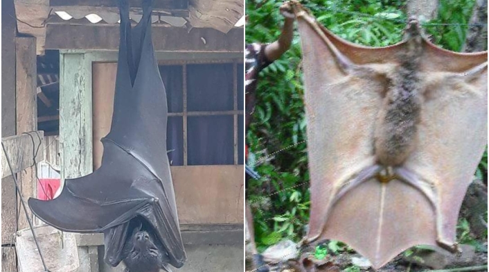 Murciélagos gigantes
