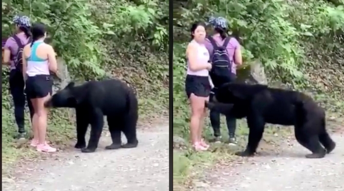 Oso ataca a turista