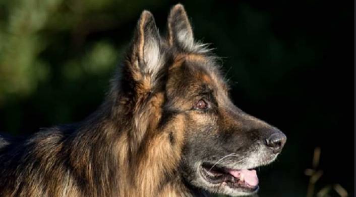 Perro / Pastor alemán