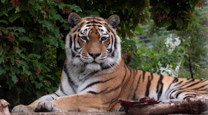 Tigre