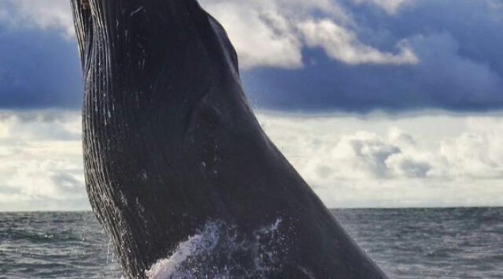 Ballenas jorobadas 1