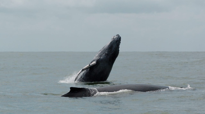 Ballenas jorobadas 2 Ballenas jorobadas 2