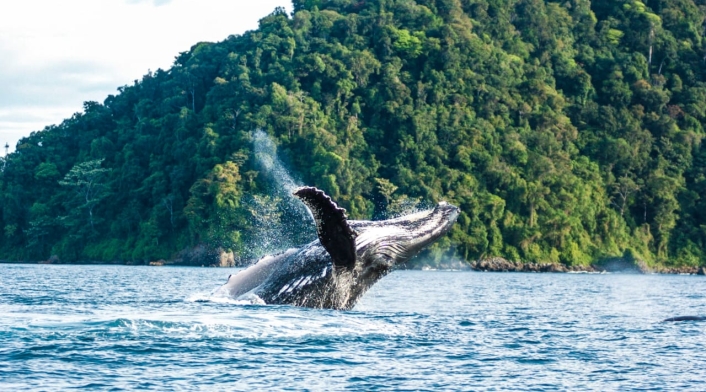 Ballenas jorobadas 4 Ballenas jorobadas 4