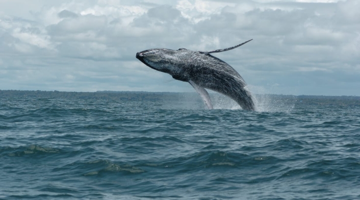 Ballenas jorobadas 3 Ballenas jorobadas 3