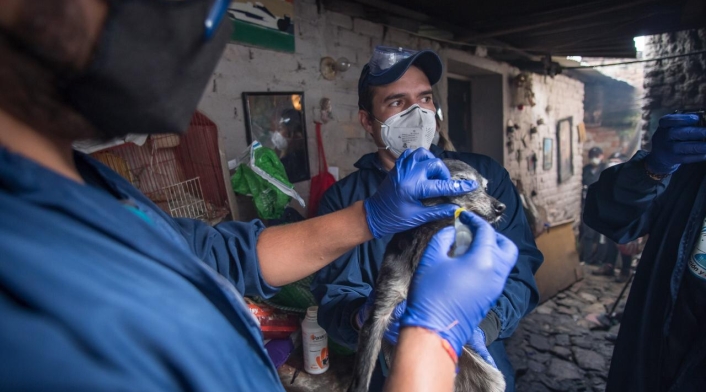 Más de veinte perros, gatos y palomas estaban cruelmente confinados en vivienda de Bogotá.
