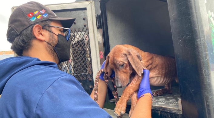 Más de veinte perros, gatos y palomas estaban cruelmente confinados en vivienda de Bogotá.