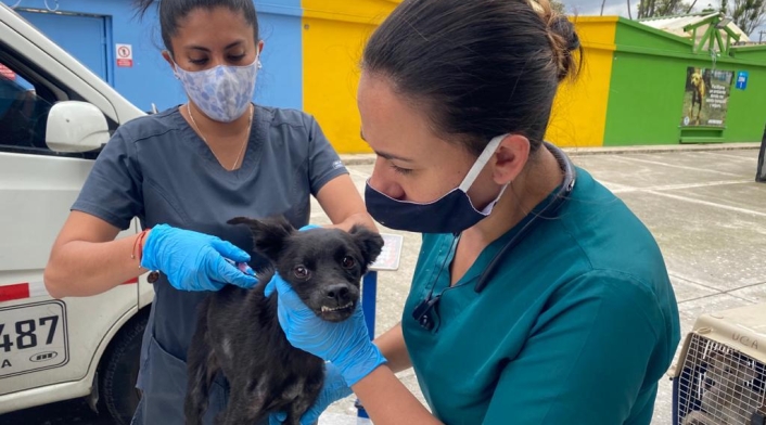 Más de veinte perros, gatos y palomas estaban cruelmente confinados en vivienda de Bogotá.