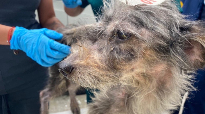 Más de veinte perros, gatos y palomas estaban cruelmente confinados en vivienda de Bogotá.