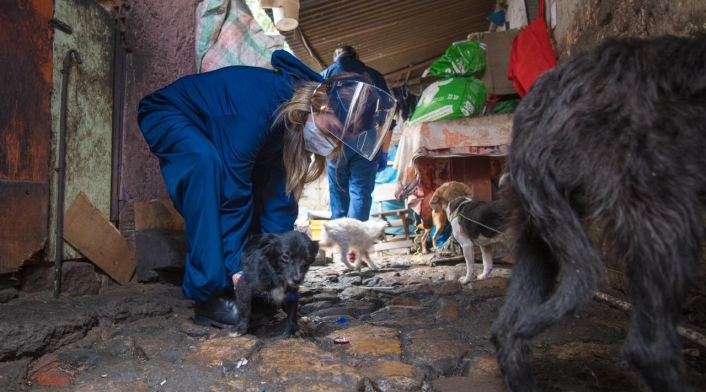 Más de veinte perros, gatos y palomas estaban cruelmente confinados en vivienda de Bogotá.