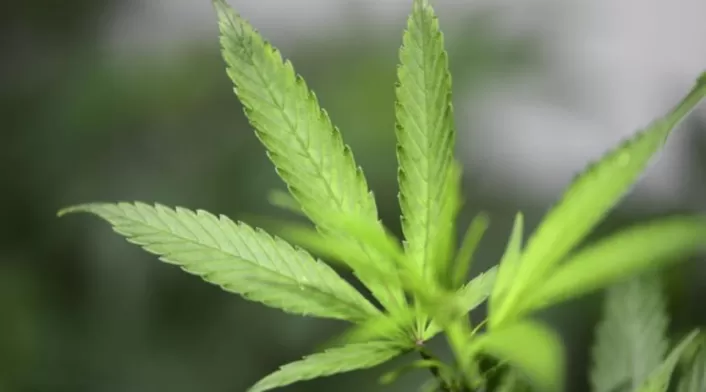 Cultivo de cannabis medicinal. Cultivo de cannabis medicinal.