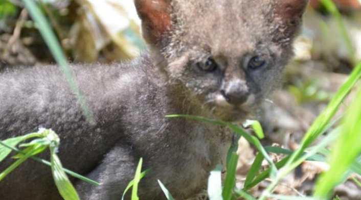 Campesino cuidó a un puma porque creía que era un gato