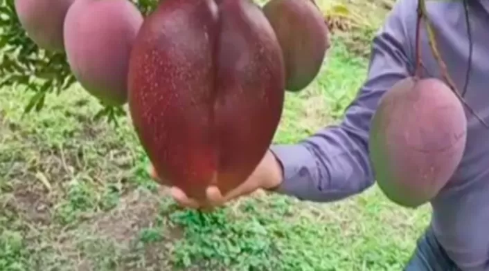 El mango más grande del mundo es colombiano