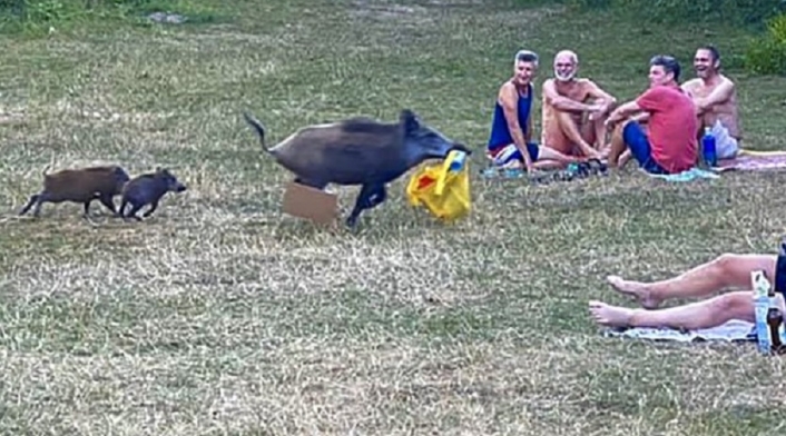 Jabalí roba pertenencia a nudista