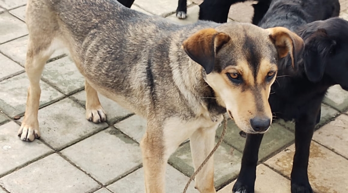 Perros abandonados.