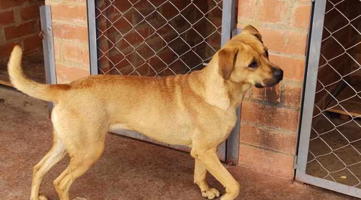 Perros abandonados.