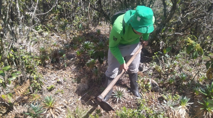 Fenómeno de El Niño: Humboldt se opone a la reforestación en esta época del año Fenómeno de El Niño: Humboldt se opone a la reforestación en esta época del año