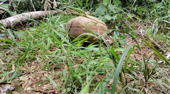 Cilindros Bomba