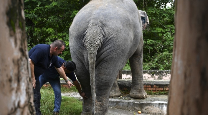 Elefante en Zoológico