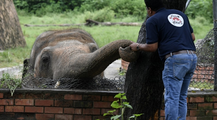 Elefante