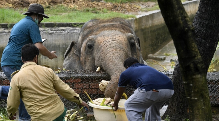 Elefante en Zoológico