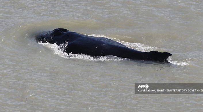 Ballenas