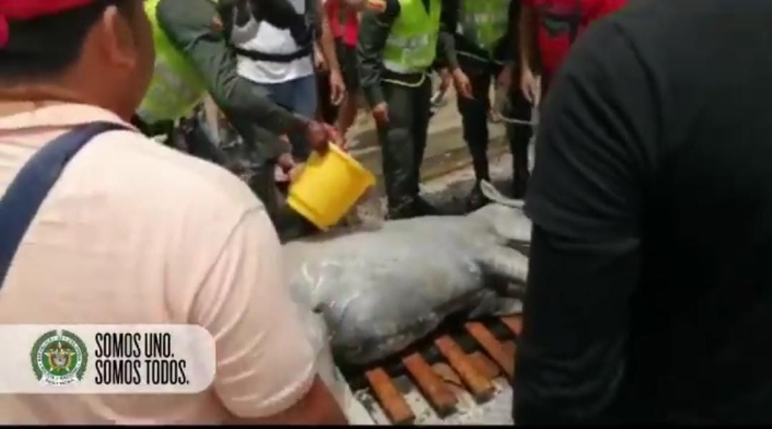 El dueño del equino fue detenido