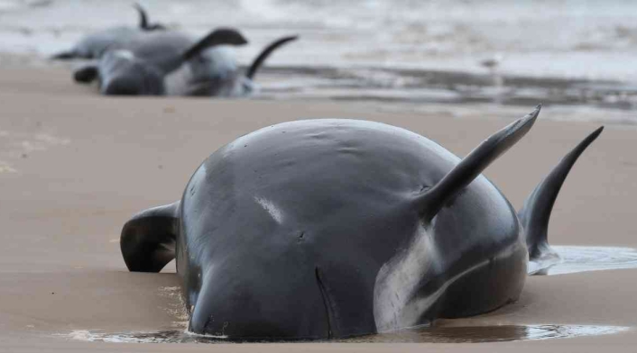 Ballenas varadas en Australia.