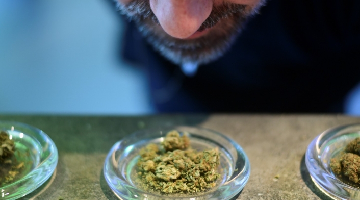 Cannabis