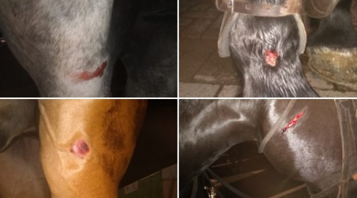 Caballos heridos en protestas en Medellín