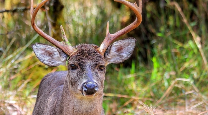 Venado