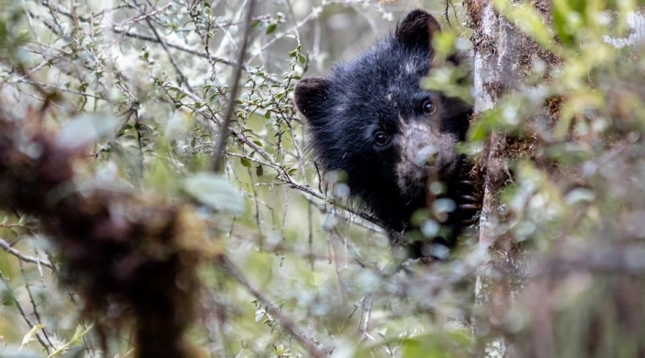 Oso de anteojos en el Parque Nacional Chingaza (Cundinamarca).