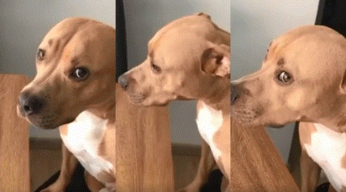 El regaño a ‘Magnus Antonio’, el perrito desobediente, que se hizo viral