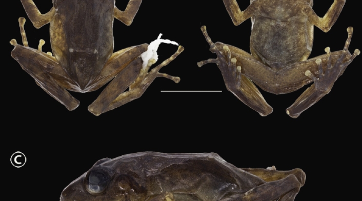 Nueva especie de rana, Pristimantis chamezensis.
