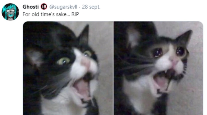 Gata que grita